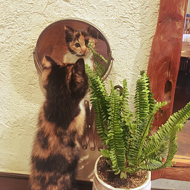 6catさんの実例写真