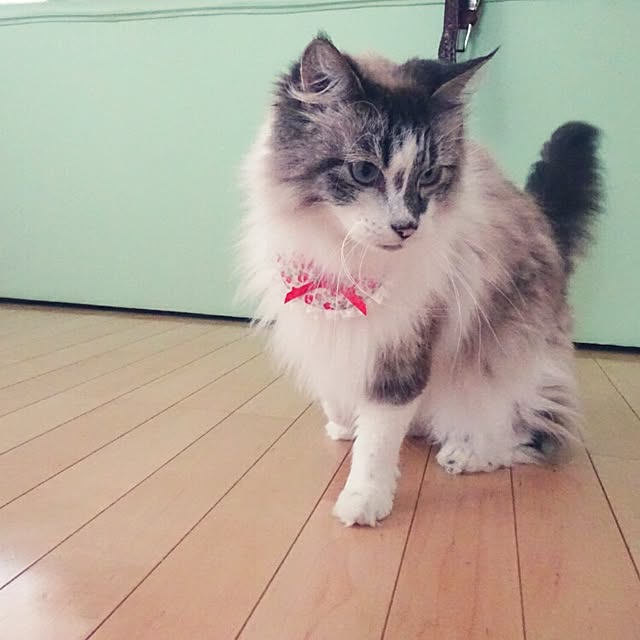 123sgnbさんの実例写真