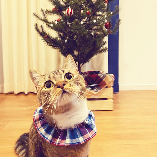 mochicoさんの実例写真