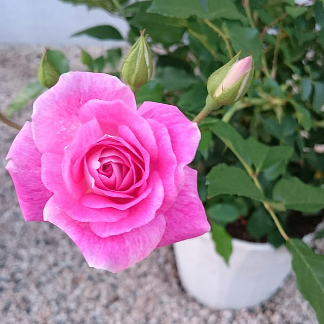 lilyさんの実例写真