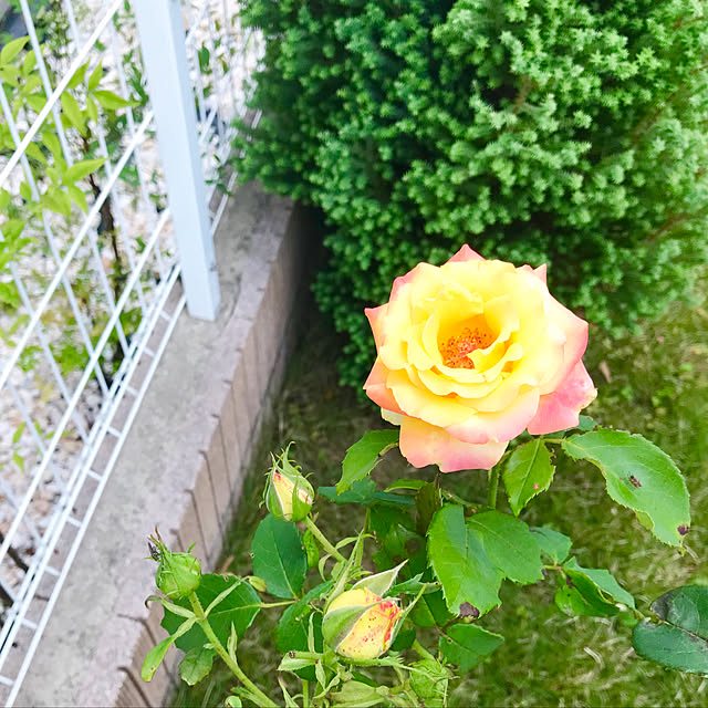 Shinさんの実例写真