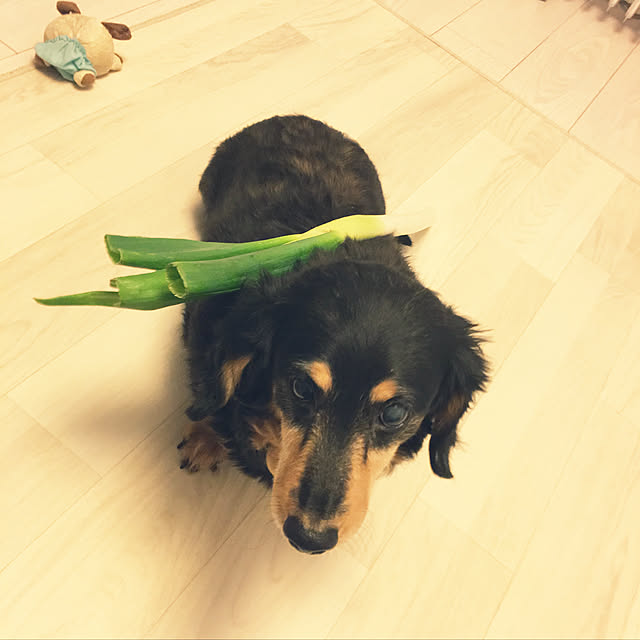 ohanaさんの実例写真