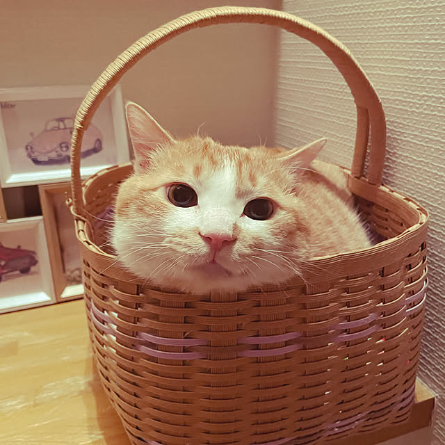 suyaさんの実例写真