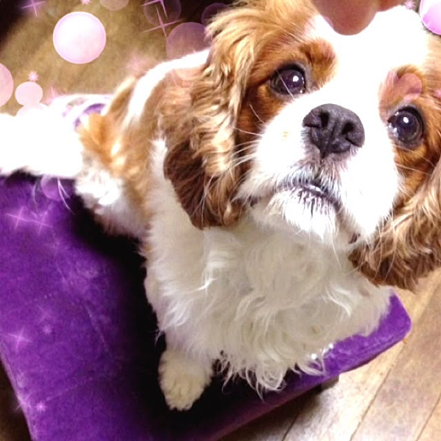 Pasuhaさんの実例写真
