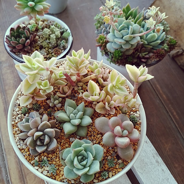 多肉植物 ベビーサンローズのおしゃれなアレンジ・飾り方の 多肉植物 ベビーサンローズのおしゃれなアレンジ・飾り方の