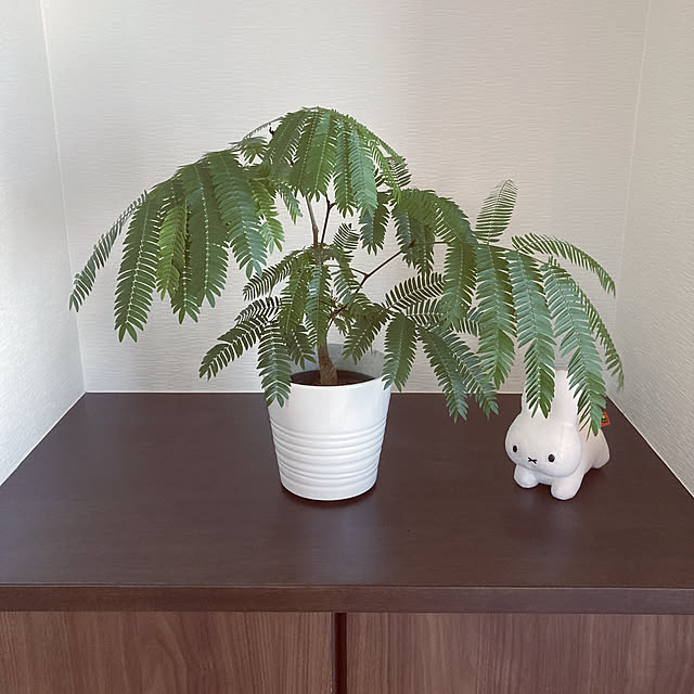 AoMioさんの実例写真