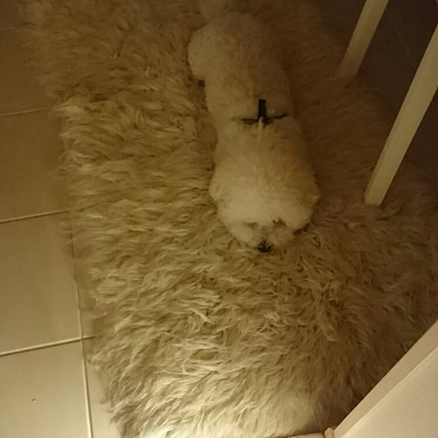 musaさんの実例写真