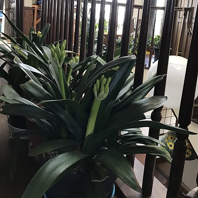 部屋全体/観葉植物のインテリア実例 - 2017-03-30 13:19:40