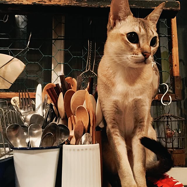 jaajjiさんの実例写真