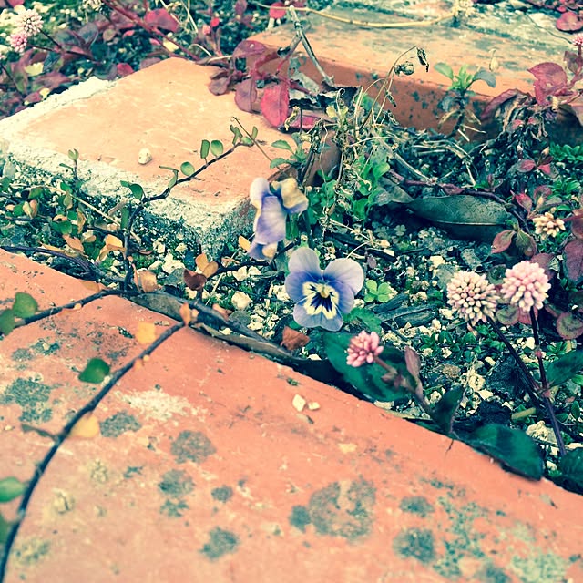 玄関/入り口/gardeningのインテリア実例 - 2014-11-24 20:33:08