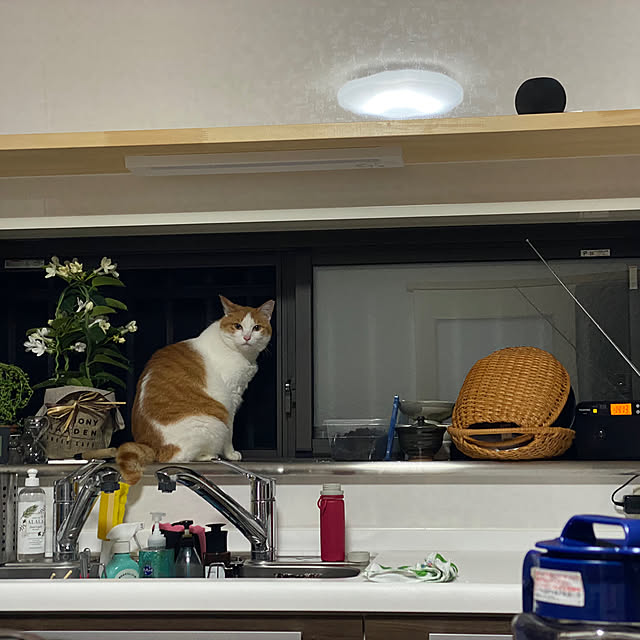 akemiさんの実例写真