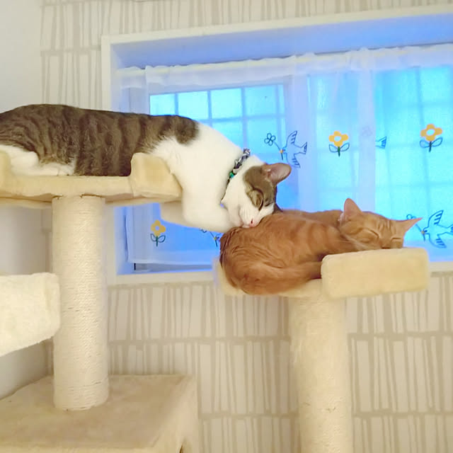honobono.さんの実例写真