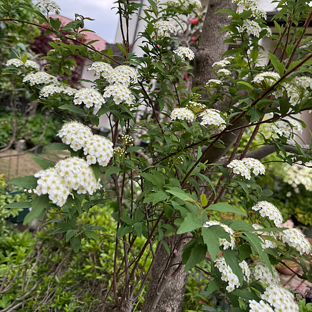 mamizaさんの実例写真