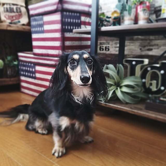 momozouさんの実例写真