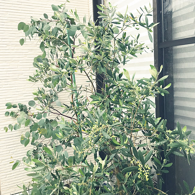hirariさんの実例写真