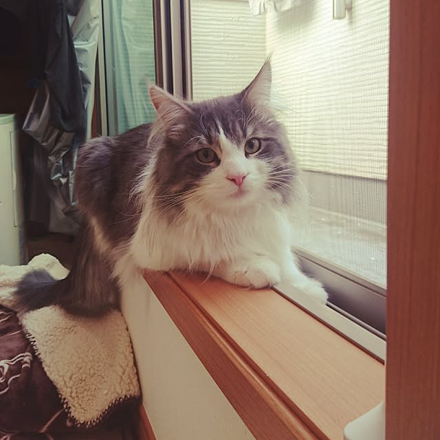 shinobuさんの実例写真