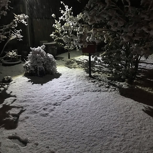 玄関/入り口/雪のインテリア実例 - 2019-01-31 20:21:31