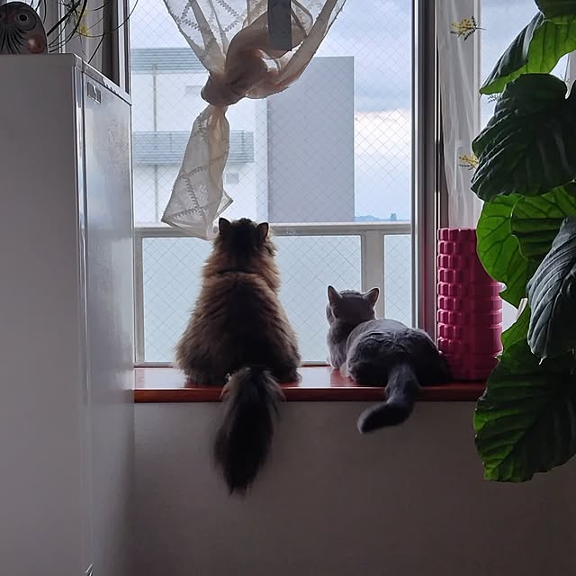 futagomamaさんの実例写真