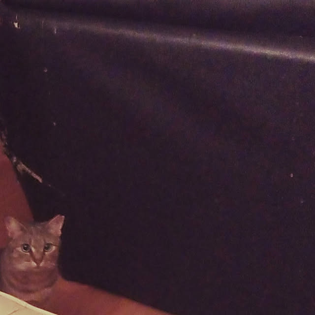 catloveさんの実例写真