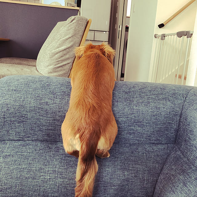 sakustagramさんの実例写真