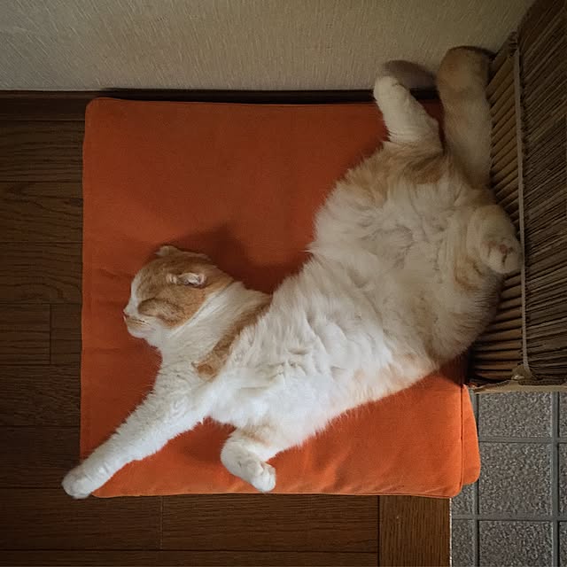 mochiさんの実例写真
