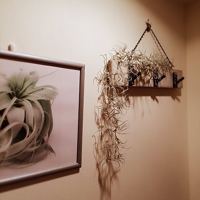 nonさんの実例写真