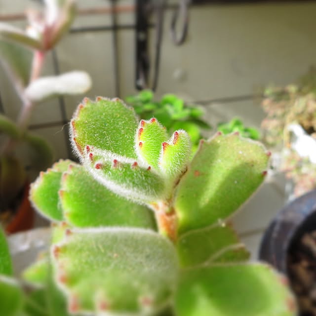 nan_tocoさんの実例写真