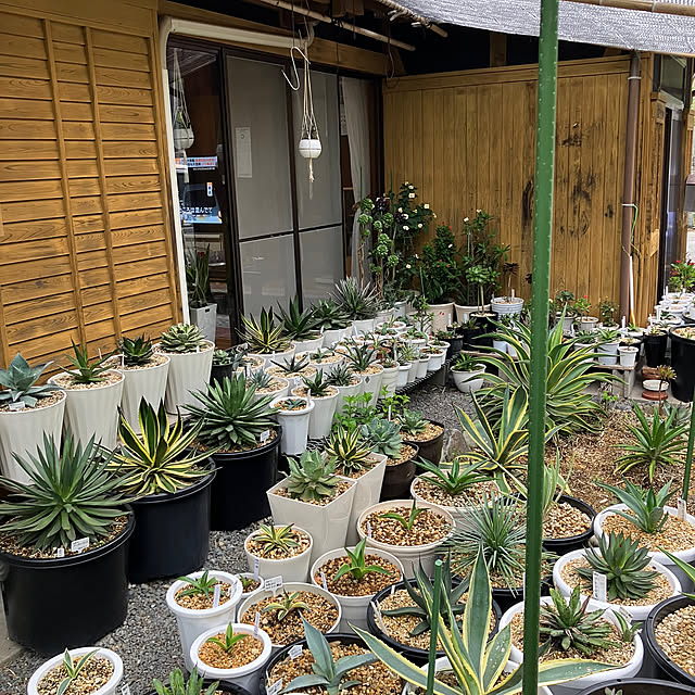 koshiregutyoさんの部屋