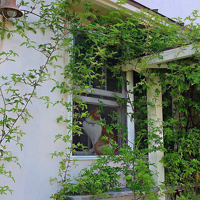 midoriさんの実例写真
