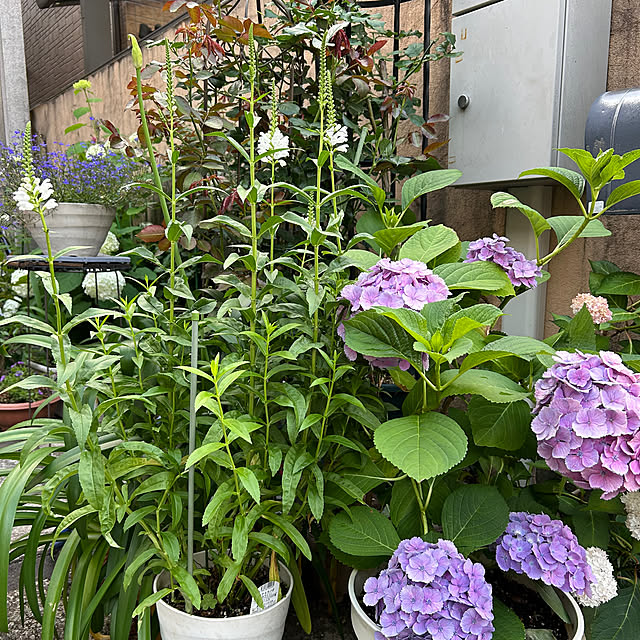 fumikoiさんの部屋