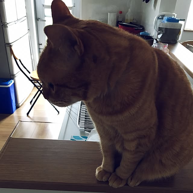.t.t.t.t.t.n.e.c.さんの実例写真