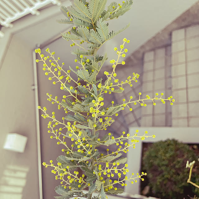 okameさんの実例写真