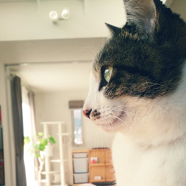 arutotoさんの実例写真