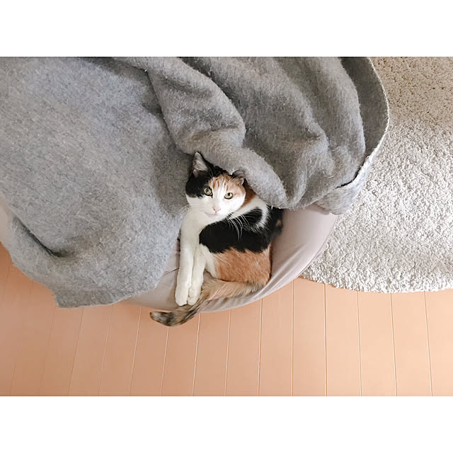 warashibeさんの実例写真