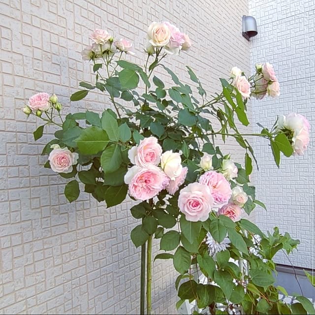 Bienvenueさんの部屋