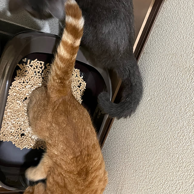 nekoさんの実例写真