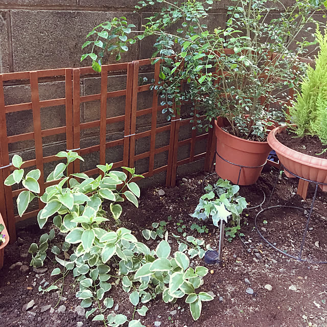 yomiyomiさんの実例写真