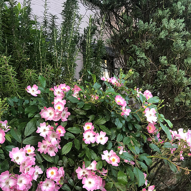 薔薇/玄関/入り口のインテリア実例 - 2021-05-16 20:18:51