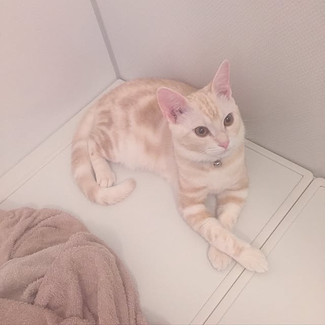 hiyupan88さんの実例写真