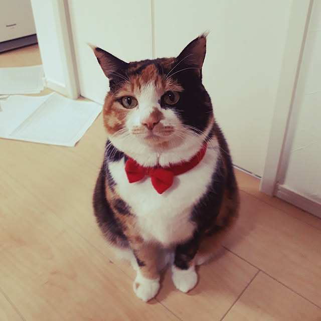 aiさんの実例写真