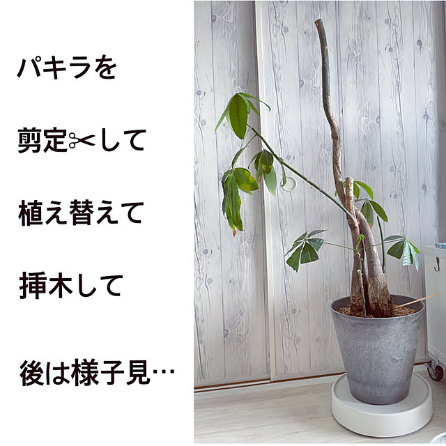 funiさんの実例写真