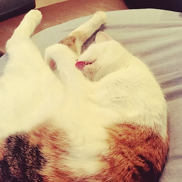 ziziguguさんの実例写真