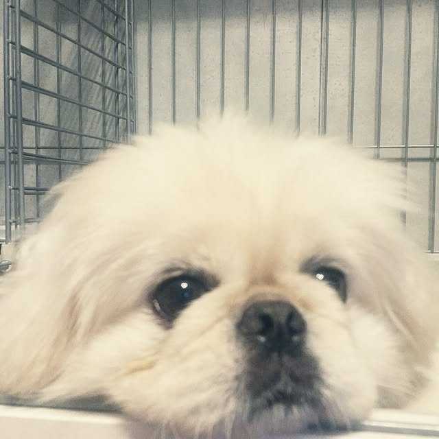 yukagomaさんの実例写真