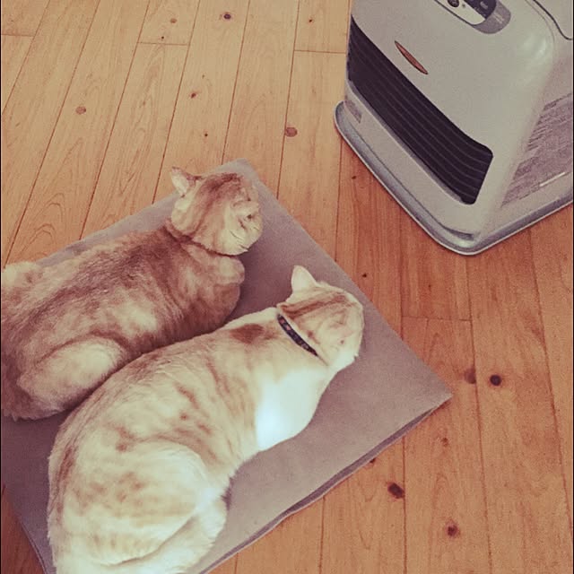 chiimalさんの実例写真