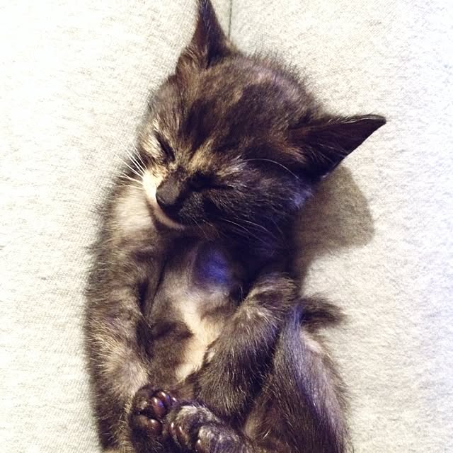 acoさんの実例写真