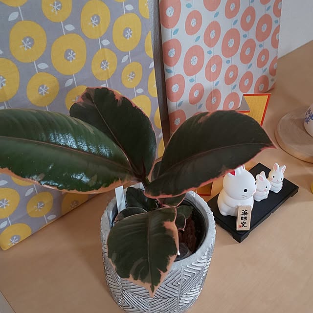 KOHAKUさんの部屋