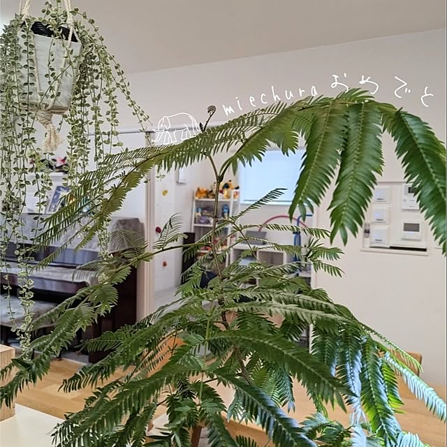 tomatopapaさんの実例写真