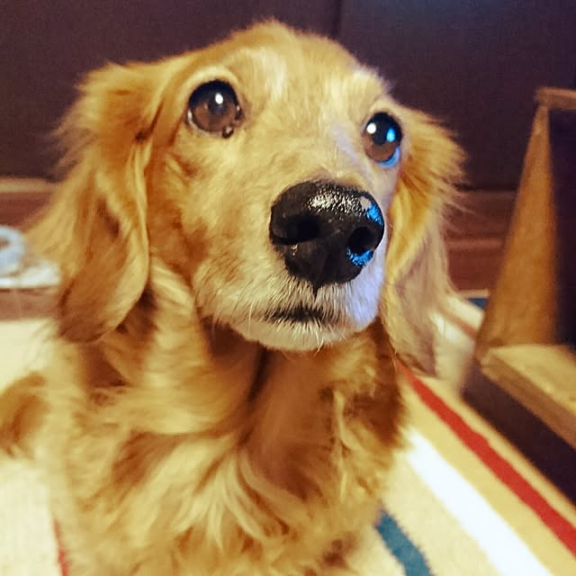 cocosorasakuさんの実例写真