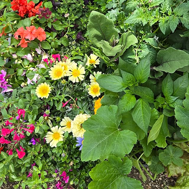 min_nimさんの実例写真