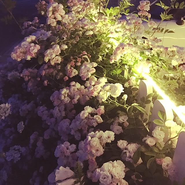 yuimokochanさんの実例写真